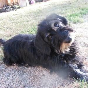 Meet your Posher, Bonnie